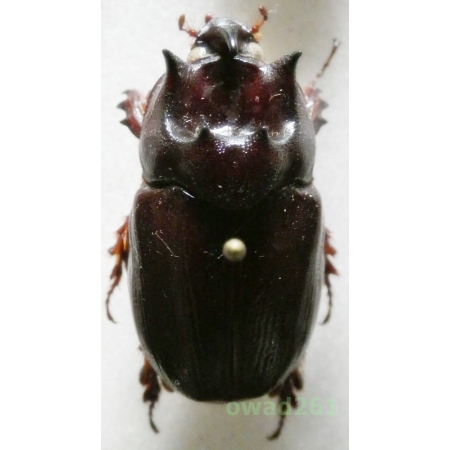 Dipelicus cantori Hope, 1842 33mm Indonesia, Java Is